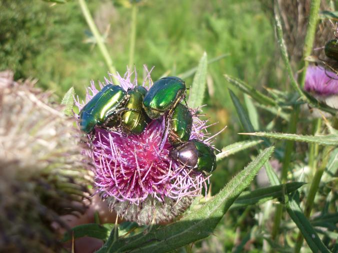 vari coleotteri dall''appennino...